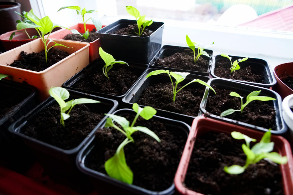Seedlings growing in individual containers