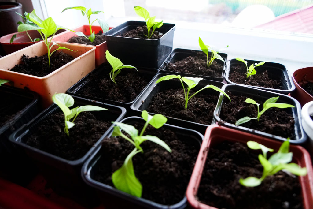 transplanting seedlings in peat pots