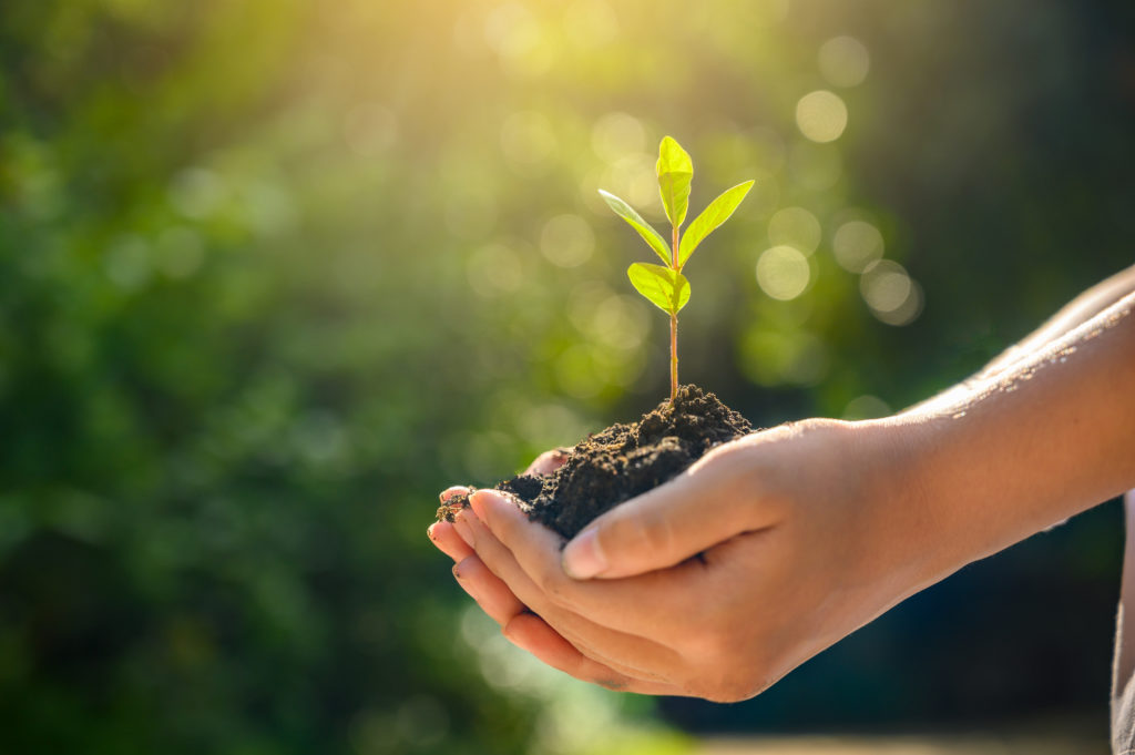 Hands holding a seedling