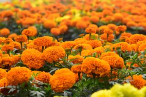 A field of orange marigolds