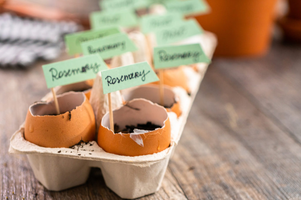 Plantings seeds in eggshells and labeling them with small plant tags.