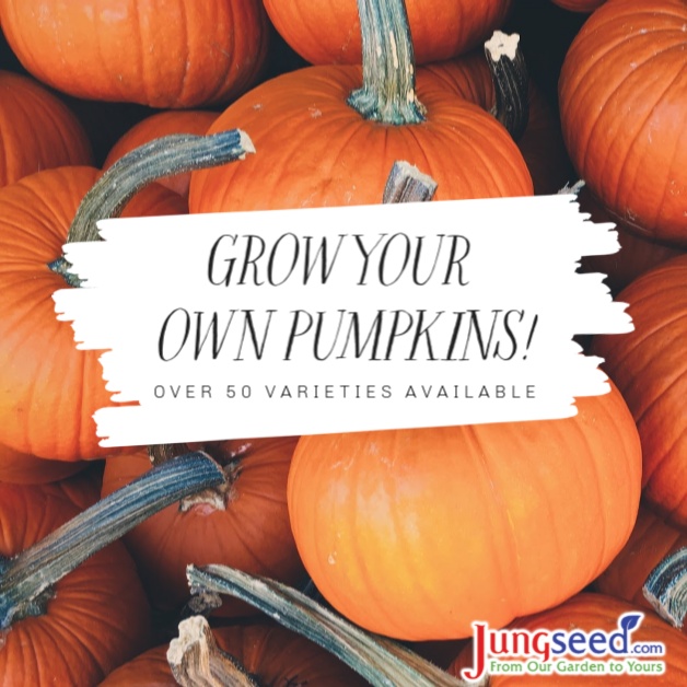 grow your own pumpkins