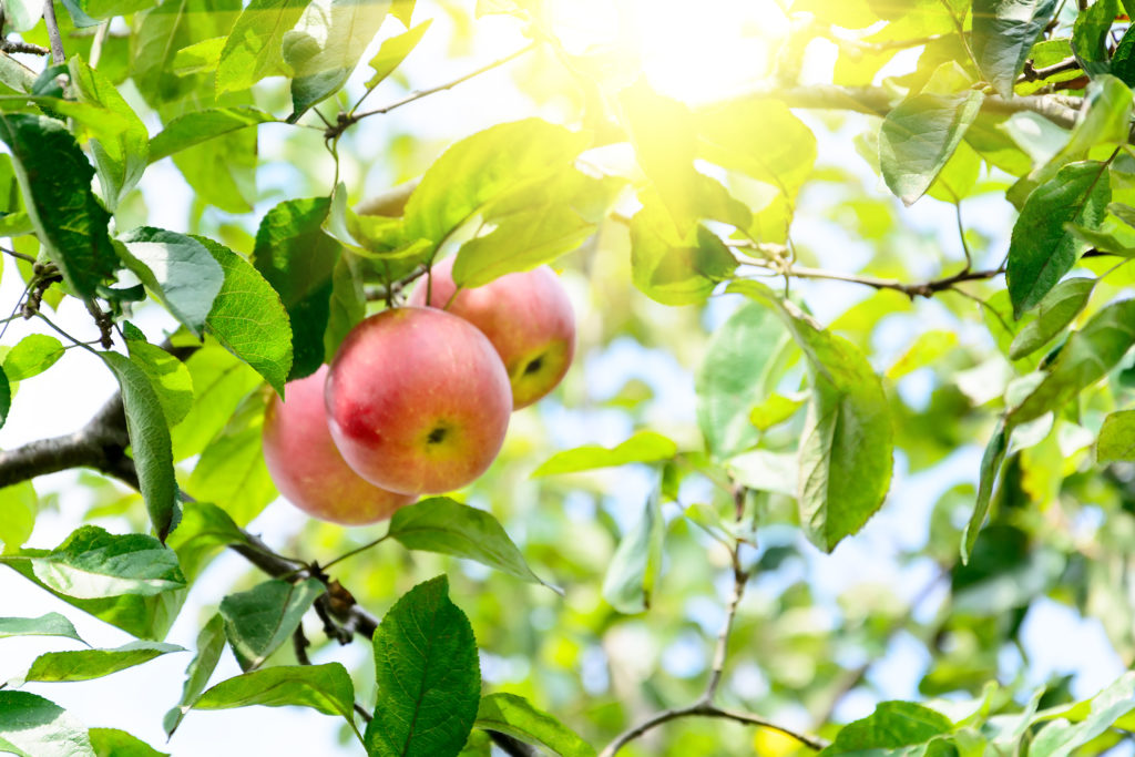 Branch of ripe apples in a garden.