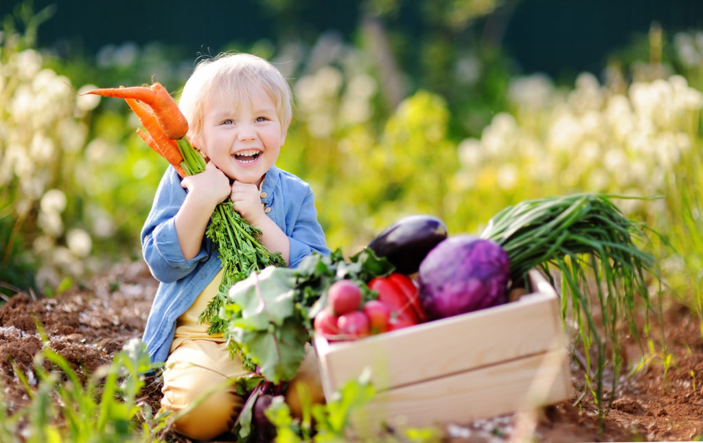 Cute little boy holding a bunch of fresh organic carrots in domestic garden.