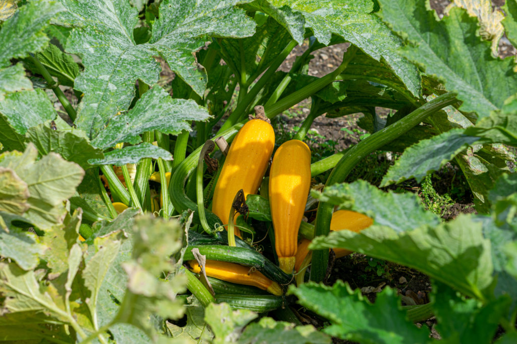 yellow squash in the field