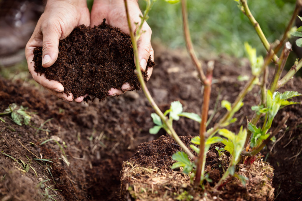 Closeup, male hands holding soil humus or mulch, blackberry plant beside