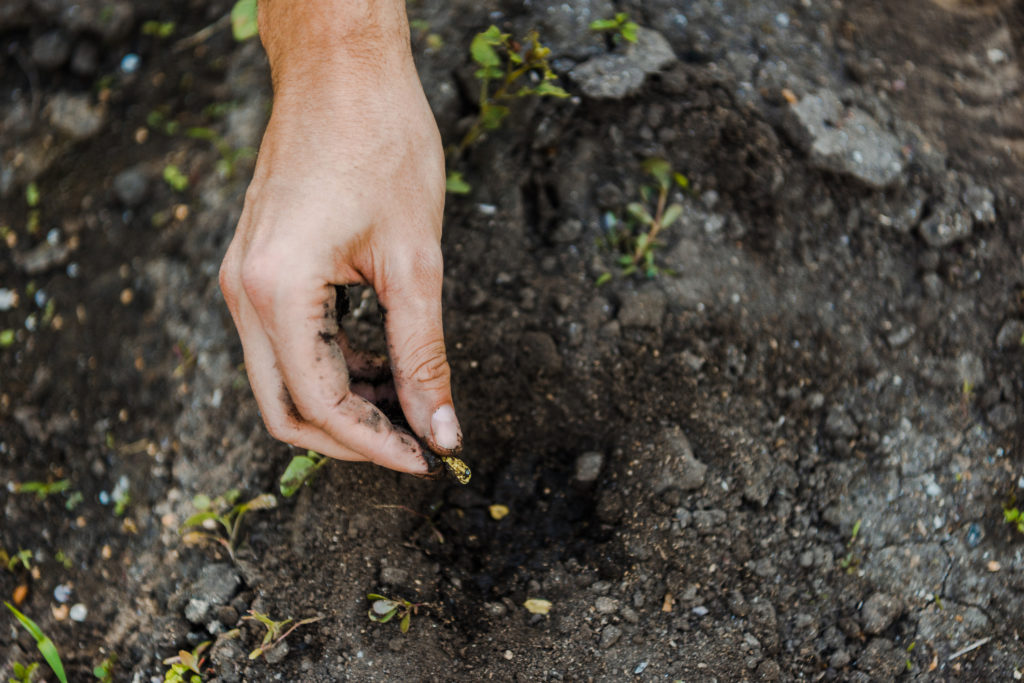 hand placing pumpkin seed in the ground