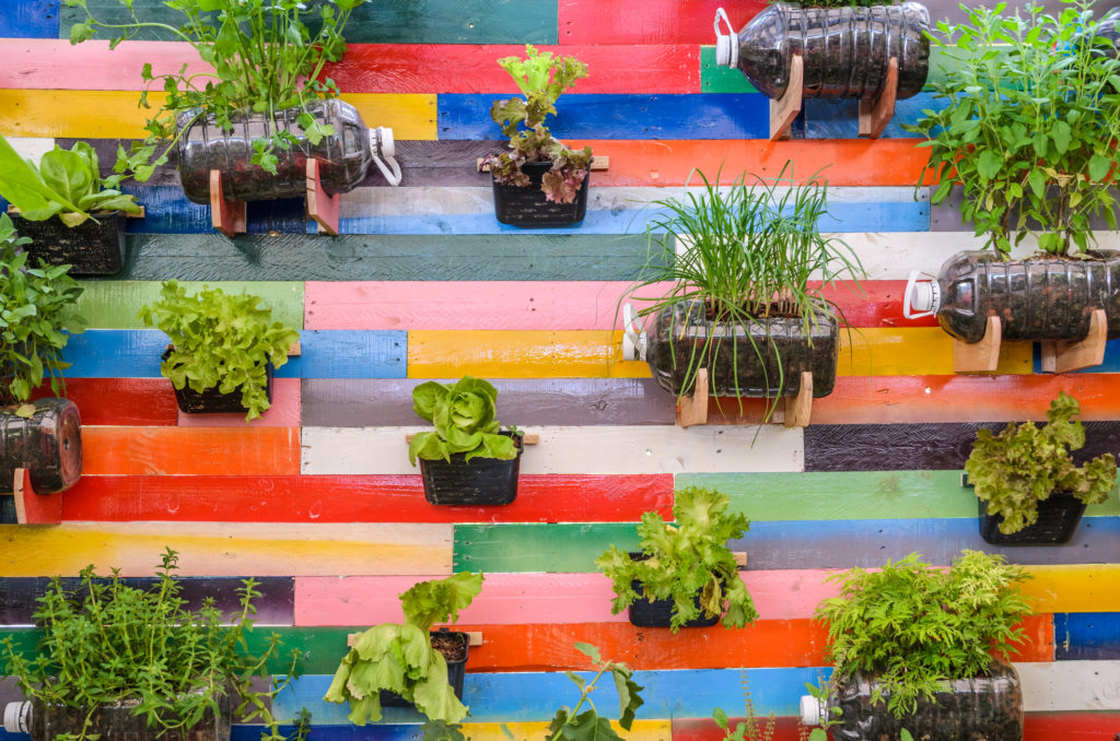 Plant herbs pots hanging on colorful wooden wall