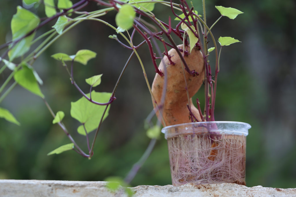 Sweet Potato Grown in Water.