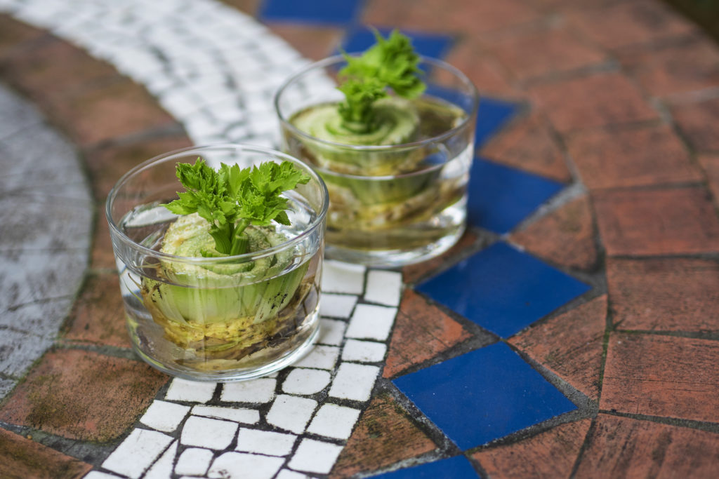 regrowing celery from leftovers