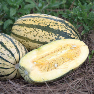 Spaghetti Squash in the field