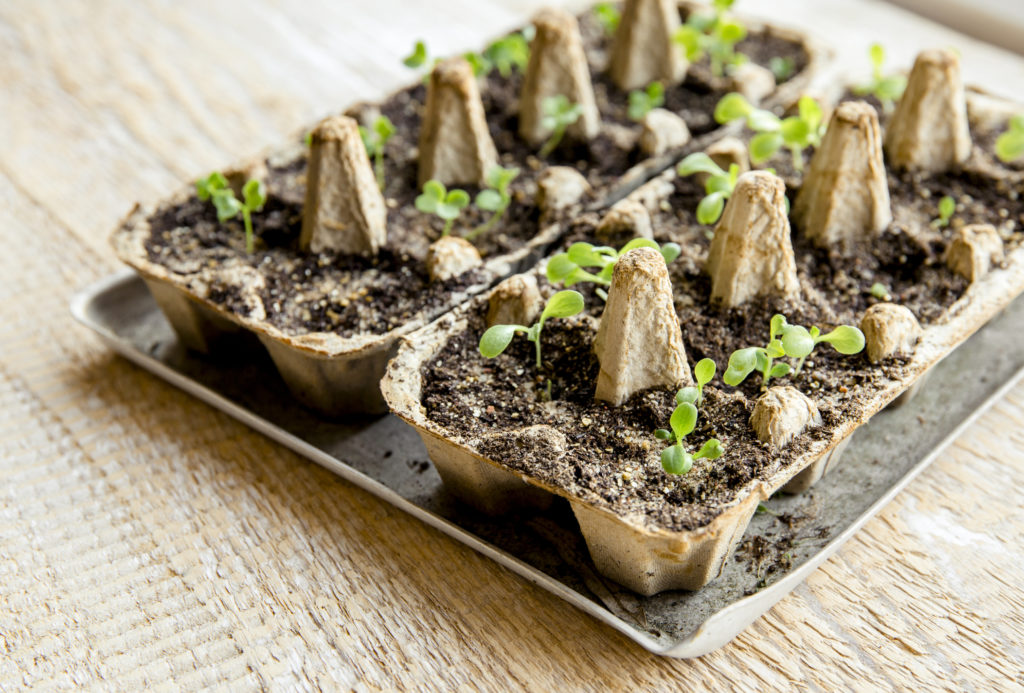 Small plats growing in carton chicken egg box in black soil. Break off the biodegradable paper cup and plant in soil outdoors. Reuse concept.