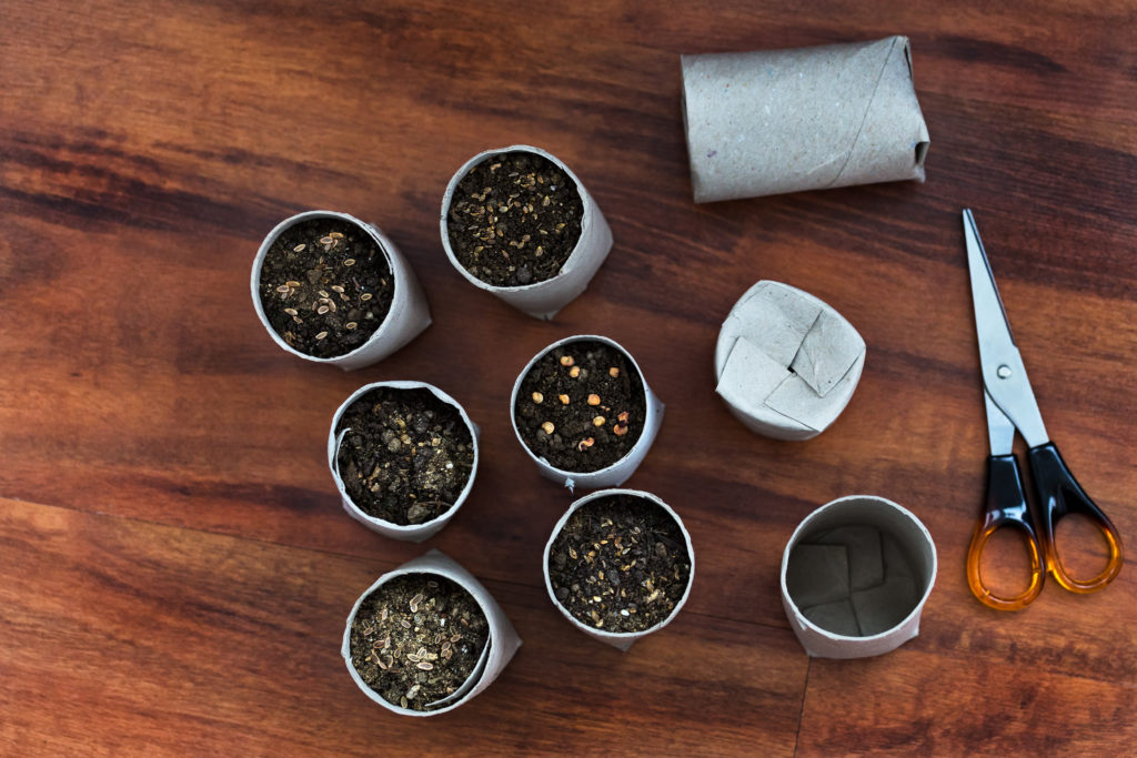 Toilet paper roll recycled as a seedling planters