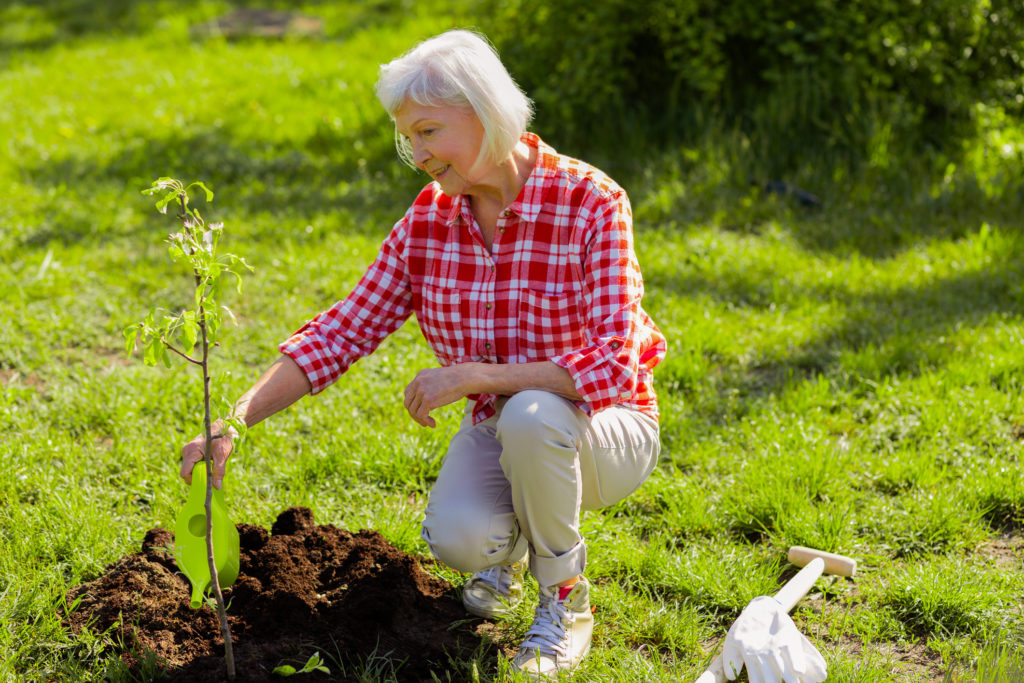 Grey-haired woman watering little tree in her garden