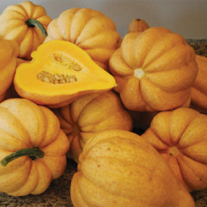 Butternut squash on a kitchen countertop