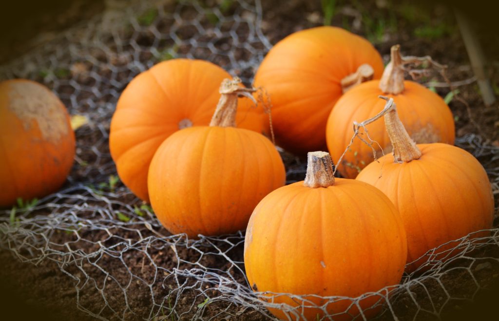 orange pumpkins sitting in a net on the ground