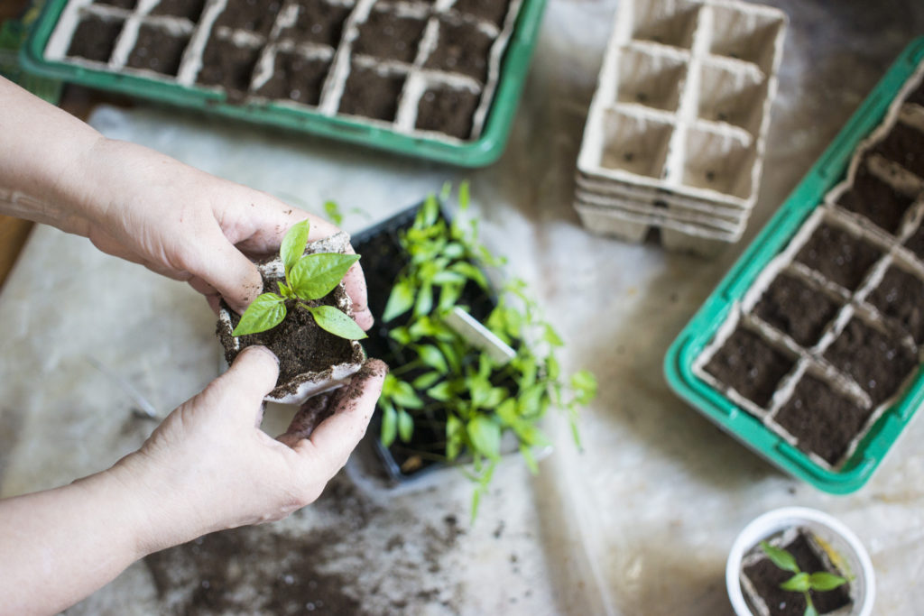 Repotting seedlings