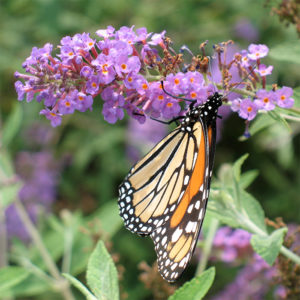butterfly bush with a butterfly