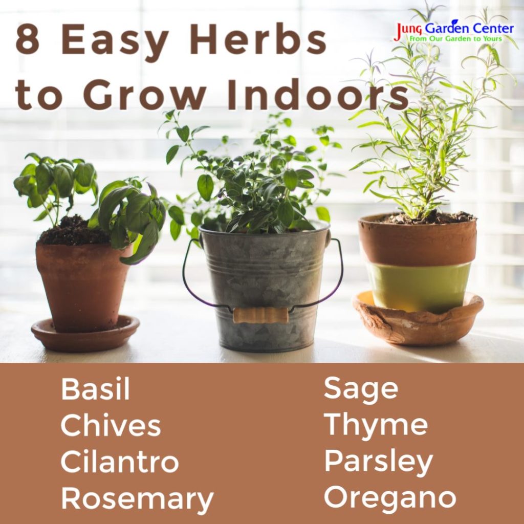 5 Reasons to Grow an Indoor Herb Garden | Jung Seed Gardening Blog