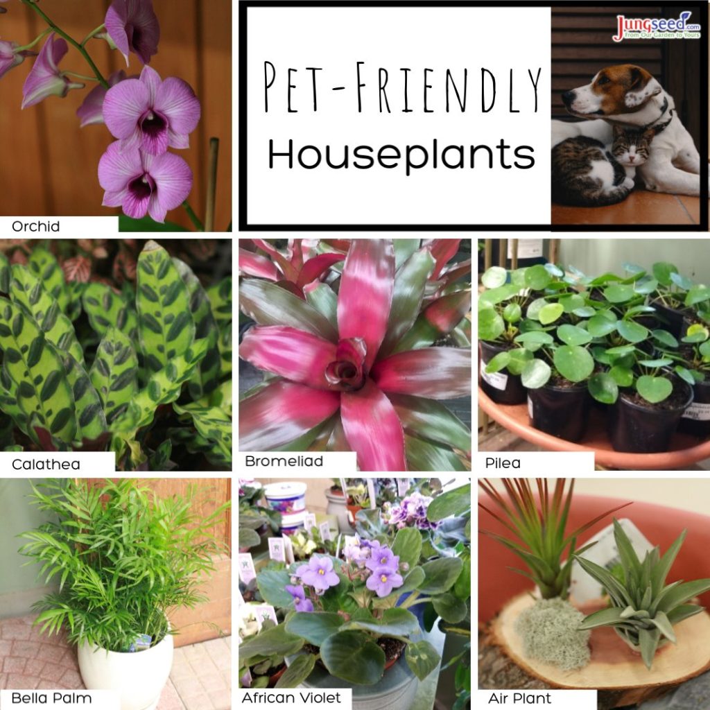 7 consejos para el cuidado de las plantas en invierno 2021 plantas de interior que admiten mascotas