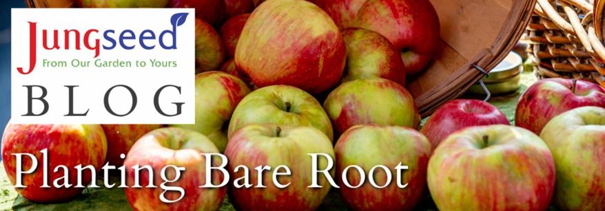 Bare Root Article Ad