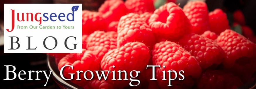 Berry Growing Tip Article Ad