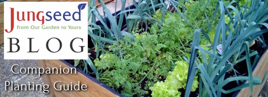 Companion Planting Article Ad