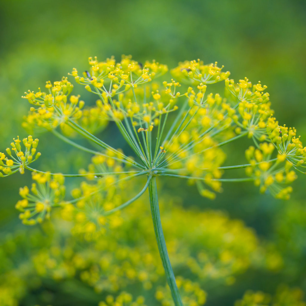 15 Best Plants for Pollinators | Jung Seed’s Gardening Blog