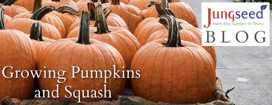 Growing Squash and Pumpkin Article Ad