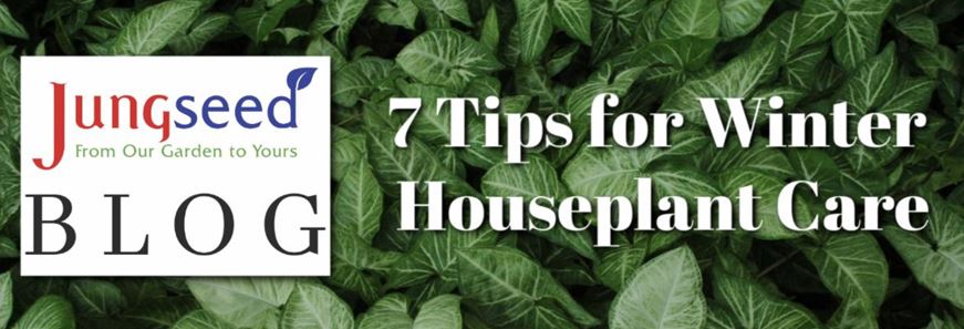 Houseplant Winter Care Article Ad