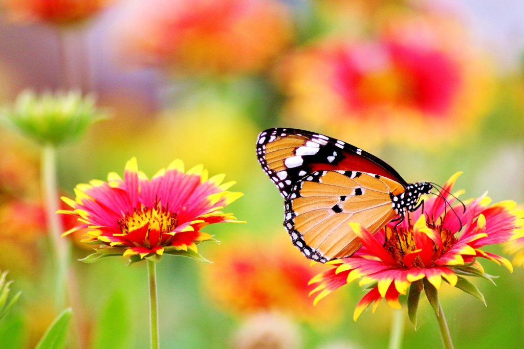 Butterfly sitting on a pink and yellow flower