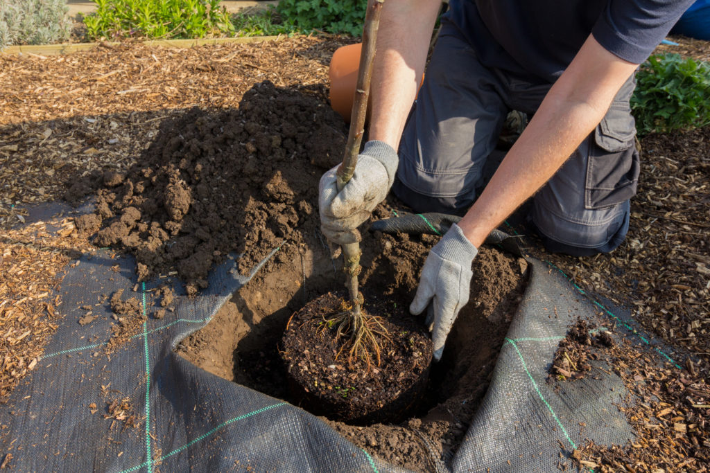 Gardener planting an apple tree in to a prepared hole - variety is Bramley