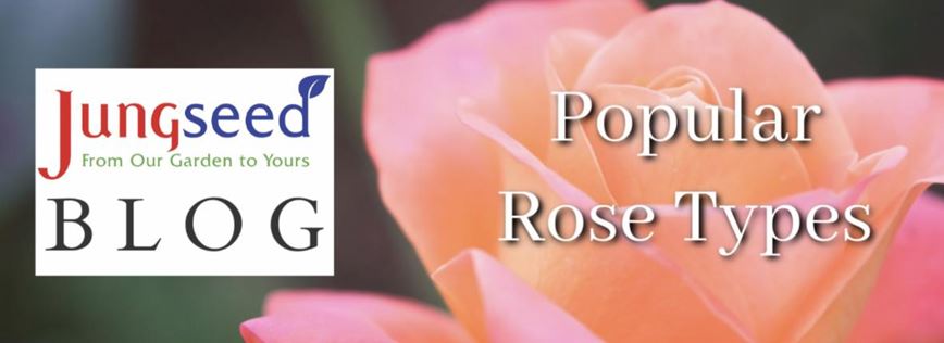 Rose Types Article Ad