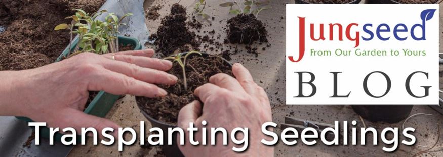 Transplanting Seedling Article Ad