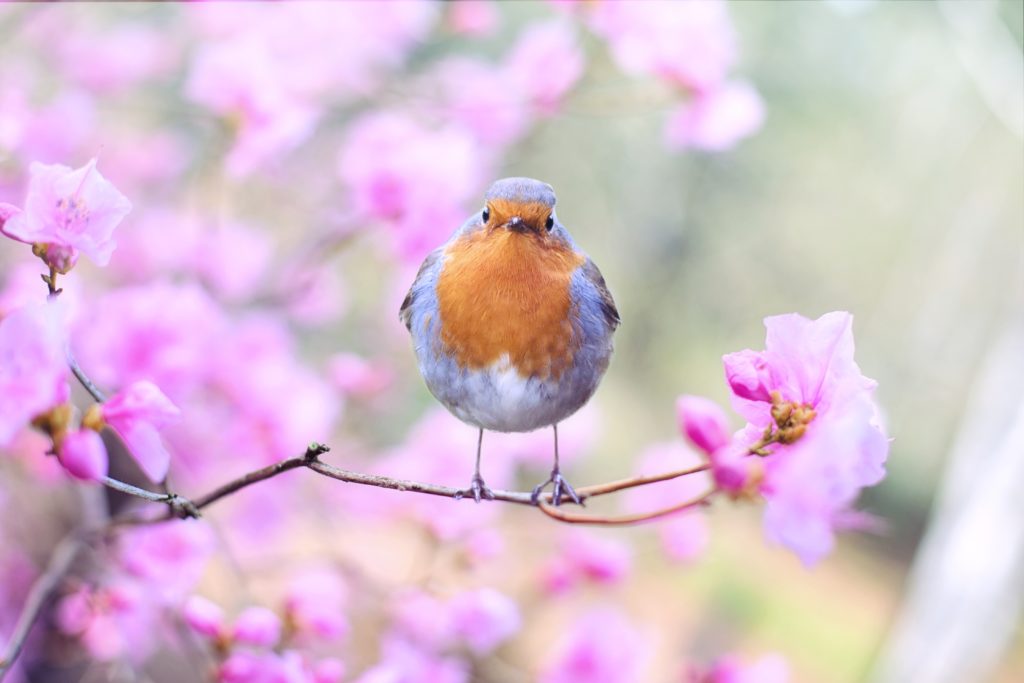 A blue and brown bird sitting on a pink blossom tree