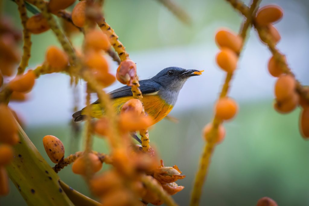blue and yellow bird perched on brown tree branch