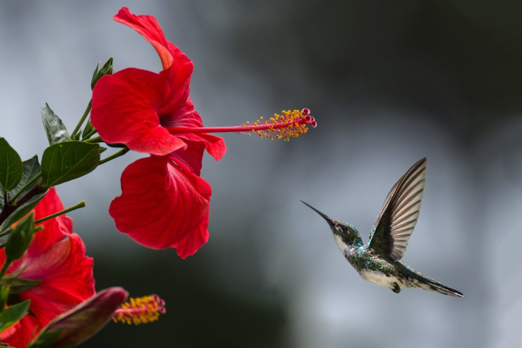 Hummingbird flying up to a red flower