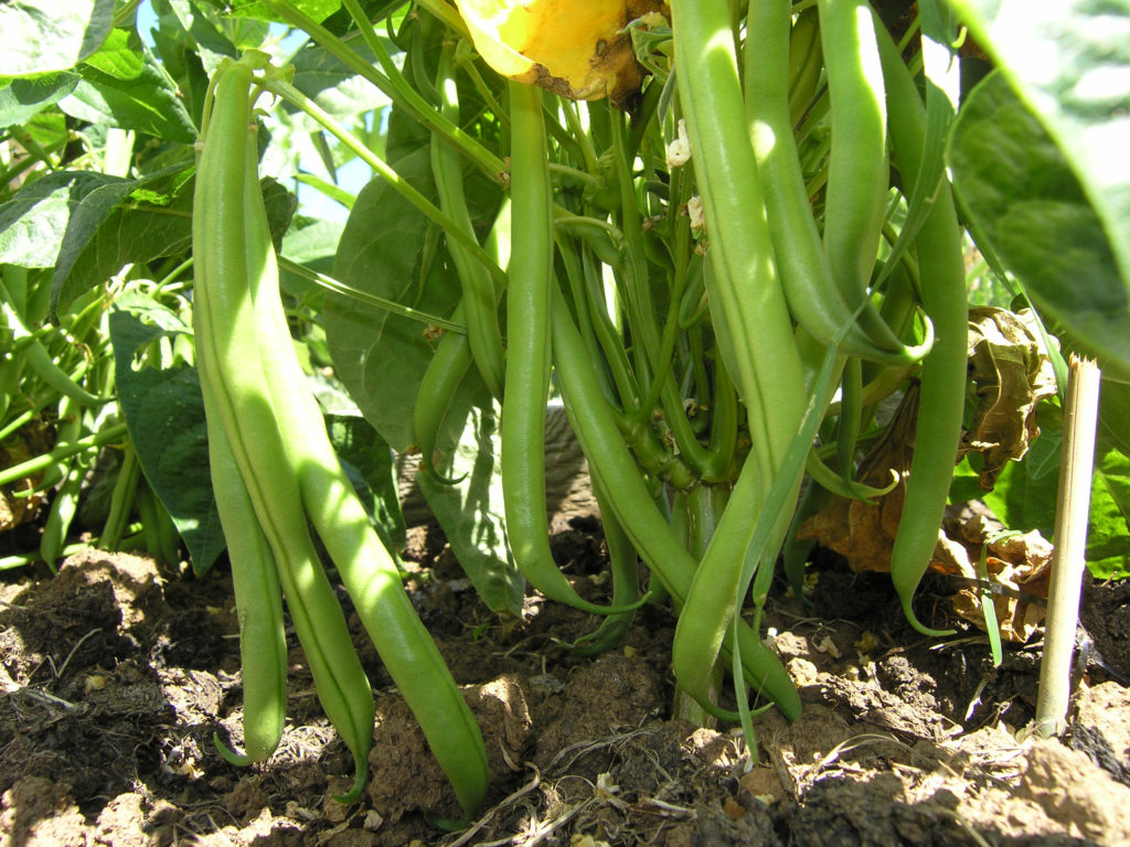 French beans ready to pick