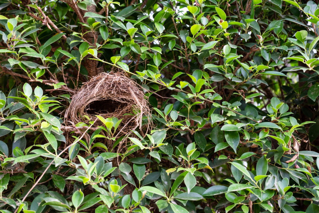 Empty bird's nest in a shrub