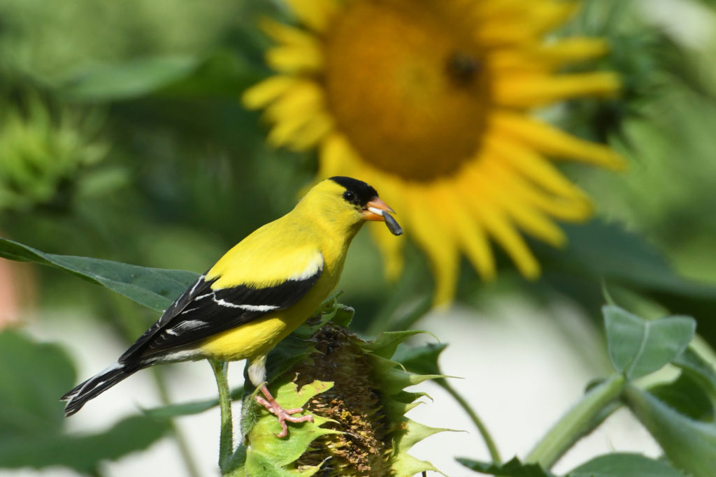 A goldfinch on a sunflower head