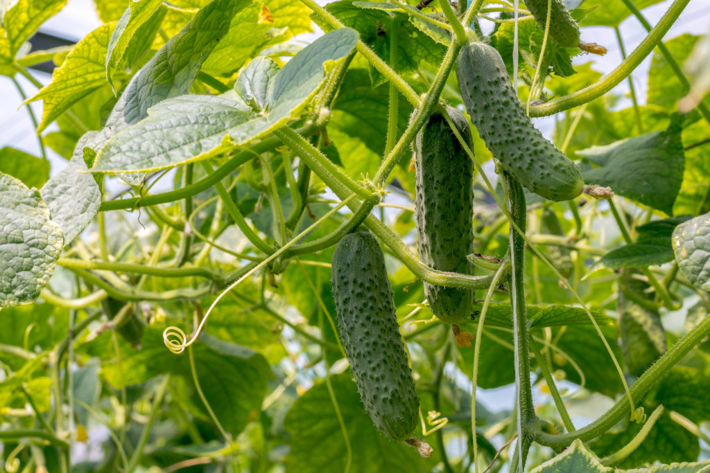 Cucumbers growing in the greenhouse. Flowers and cucumber ovaries. Gherkin, pickles. Close-up.