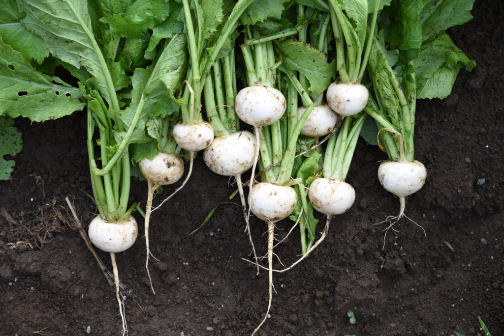 Turnip harvesting