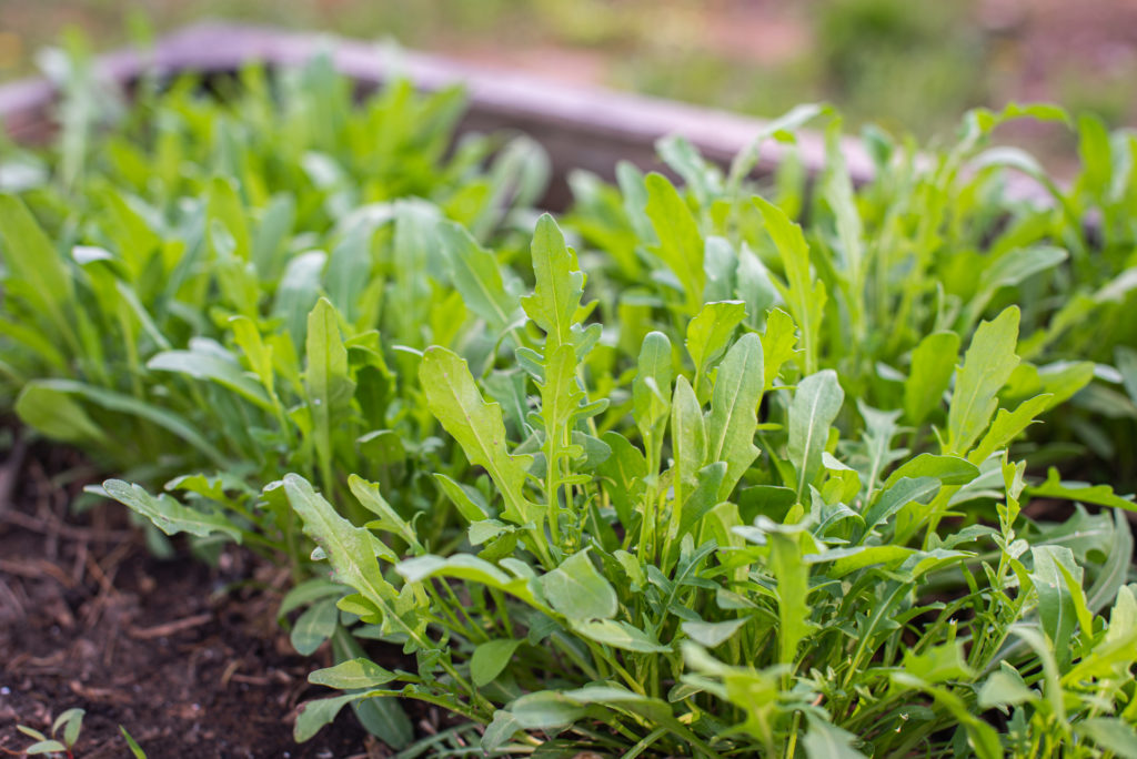 The 14 Fastest Growing Vegetables to Add to Your Edible Garden