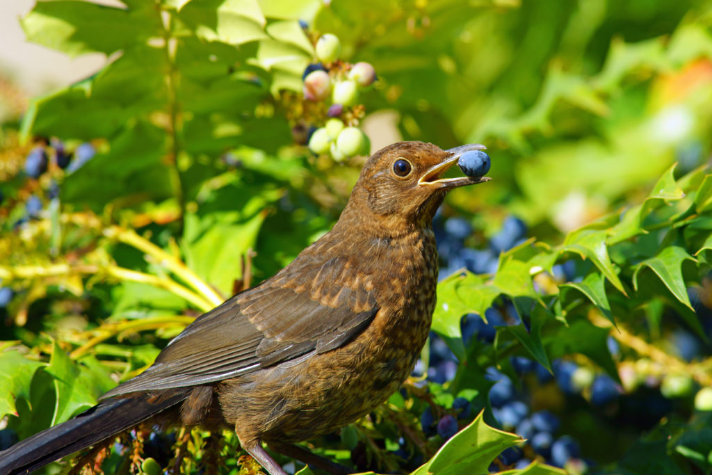 Young Blackbird, Turdus merula, feeding on ripe Mahonia aquifolium berries in a Cotswold garden, Painswick, Gloucestershire, United Kingdom