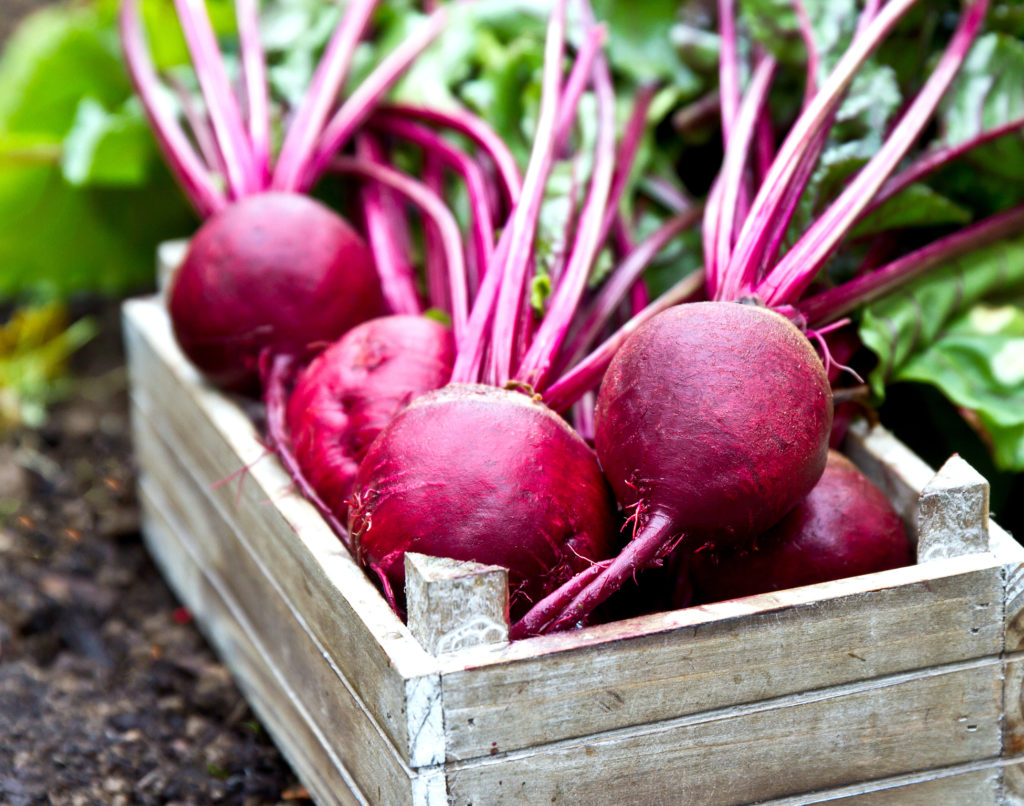 Freshly picked beetroots in wooden tray.