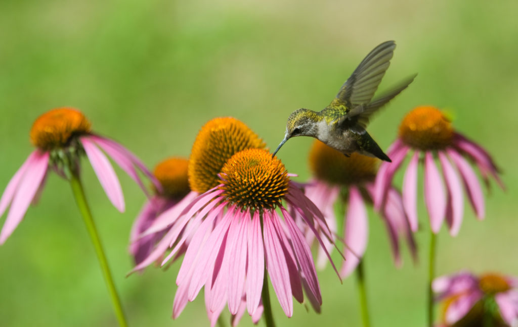 A humming bird in some pink coneflowers eating