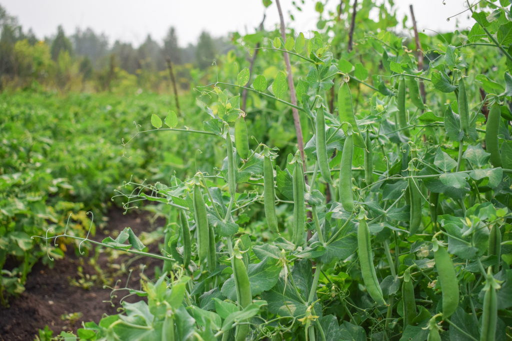 Bush of green peas at garden in summer