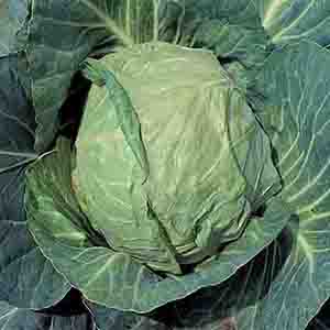 heirloom cabbage
