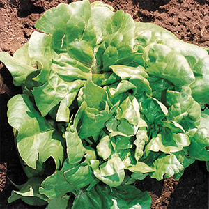 heirloom lettuce