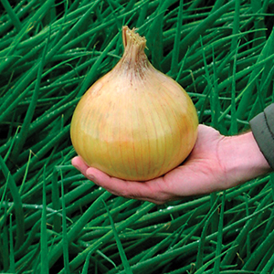 heirloom onion